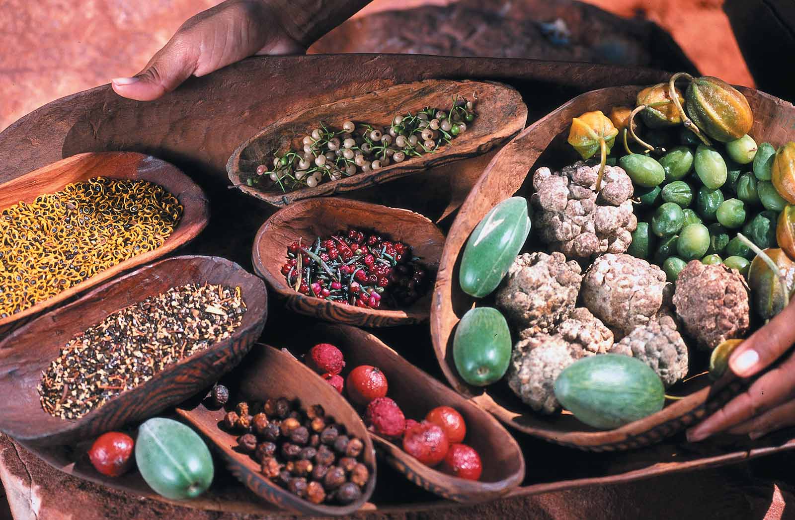 Bush tucker on display at Alice Springs Desert Park | Welcome to Alice Springs