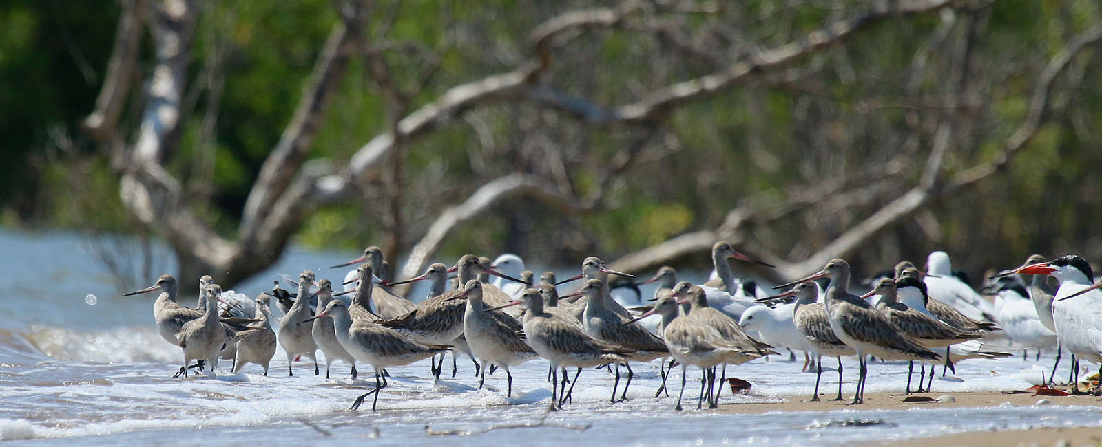 A large flock of birds stands on the sand next to small waves lapping against their legs