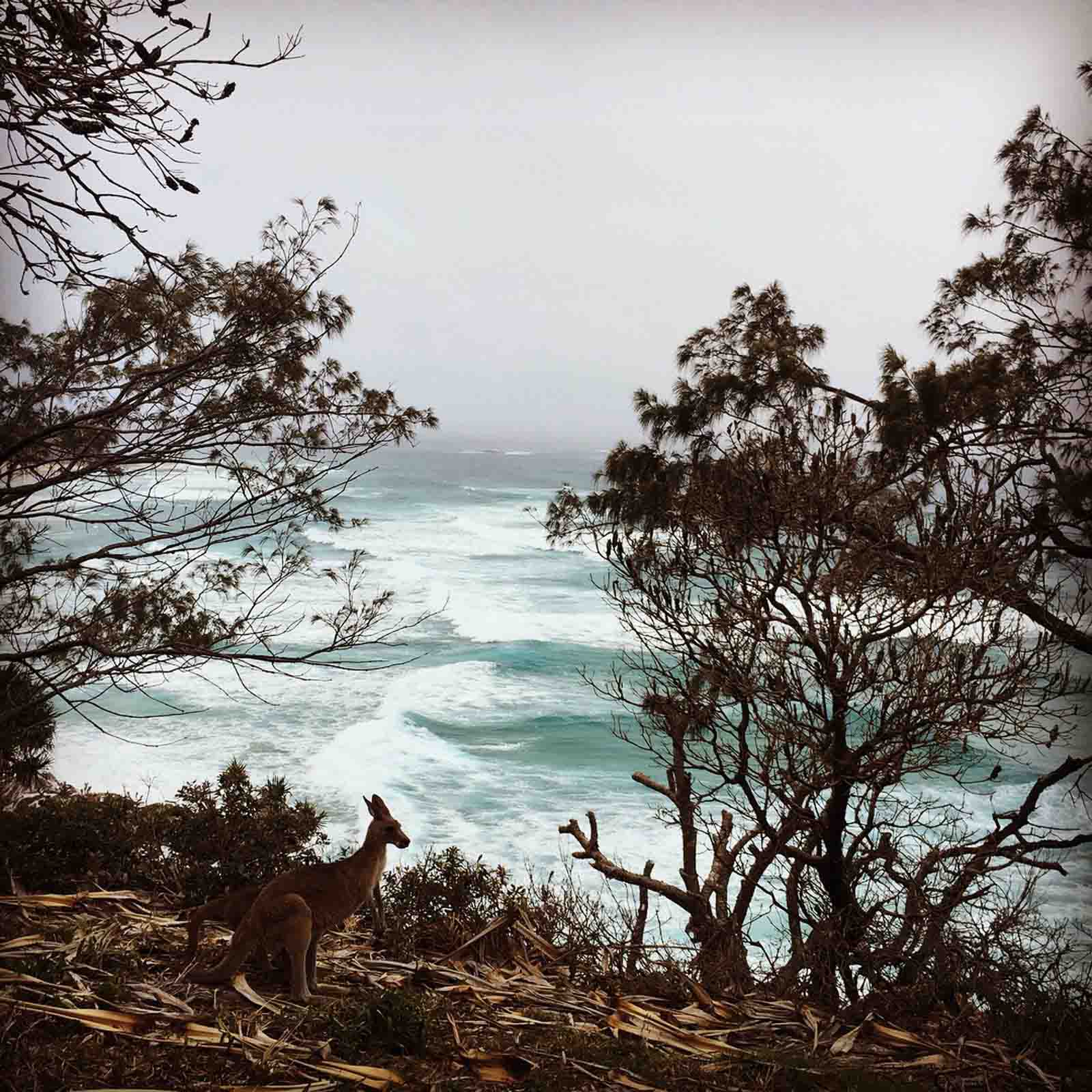 Wildlife on the North Gorge Walk | Hassle free camping on North Stradbroke Island