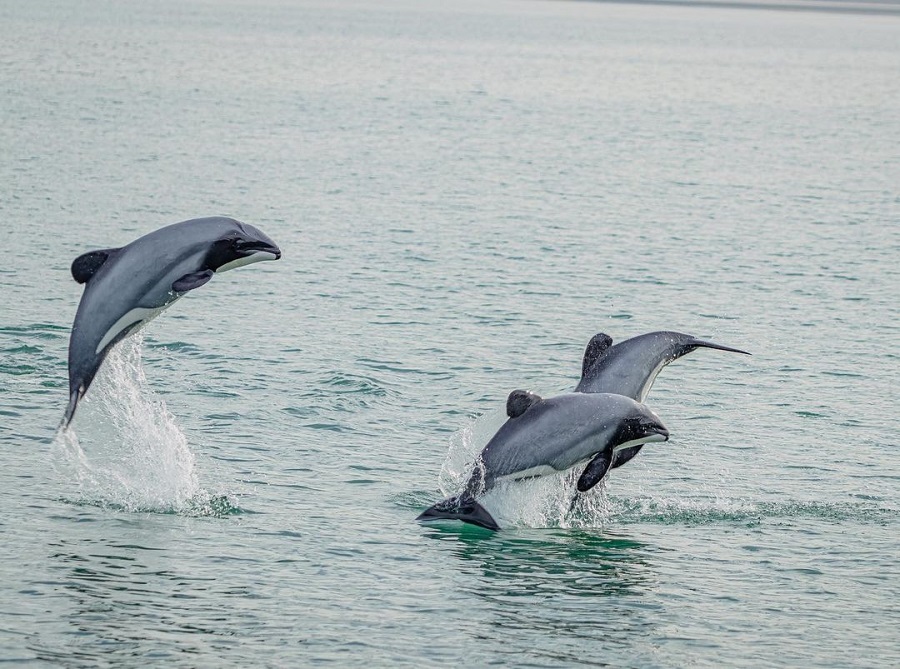 Hector's dolphins