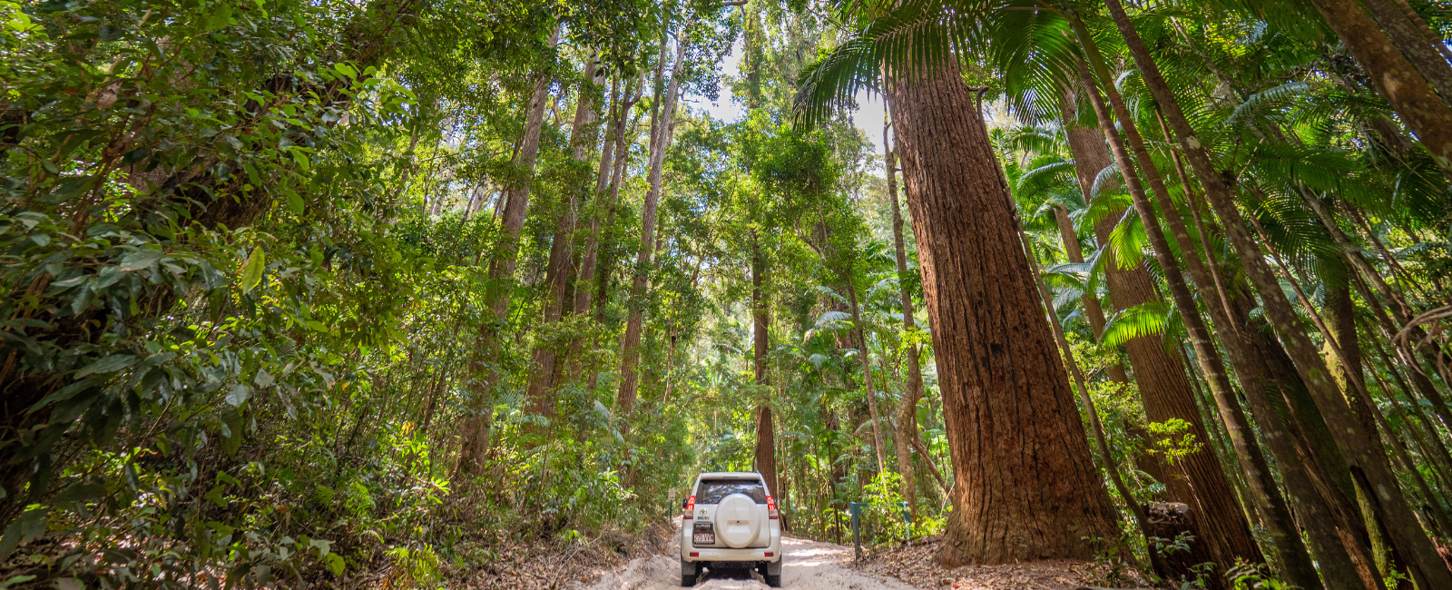 Car driving underneath satinay trees