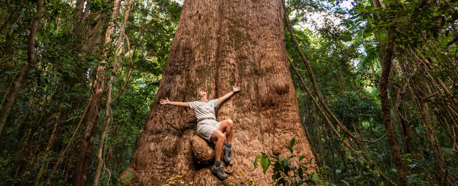 Person sitting in front of K'gari satinay tree