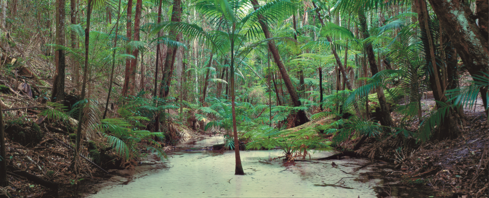 Wanggoolba Creek and surrounding greenery