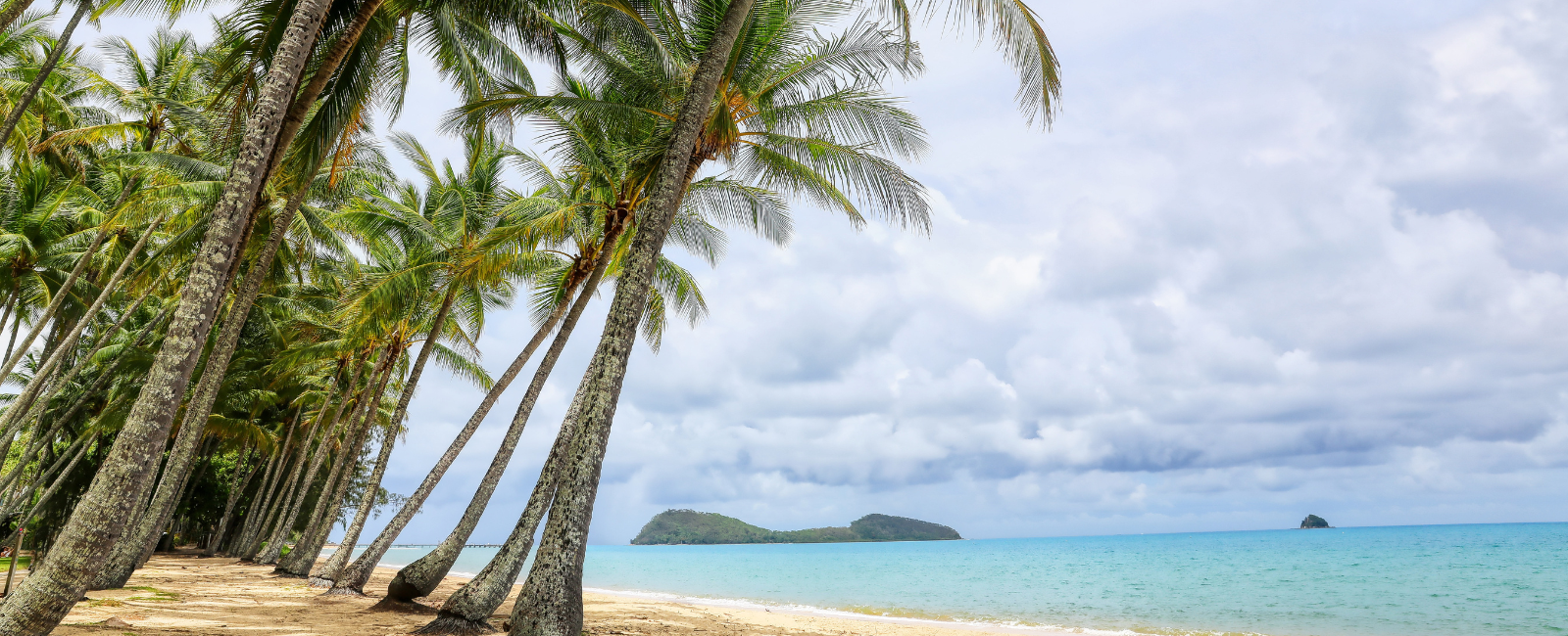 Palm trees at Palm Cove