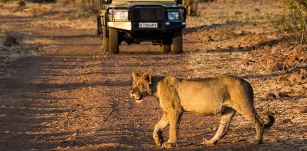 A game drive from Muchenje Safari Lodge